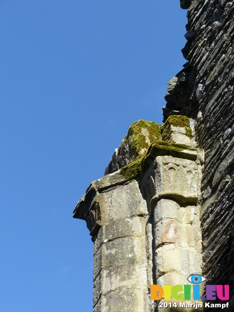 FZ003830 Moss on pilar at Crucis Abbey